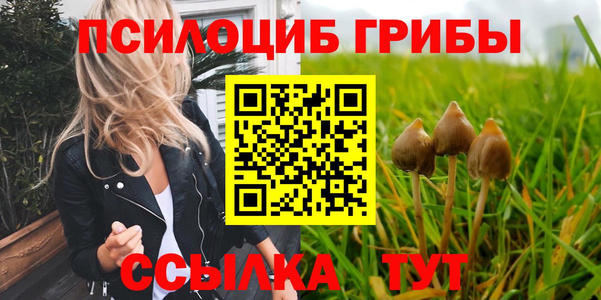 Псилоцибиновые грибы Psilocybe Луга